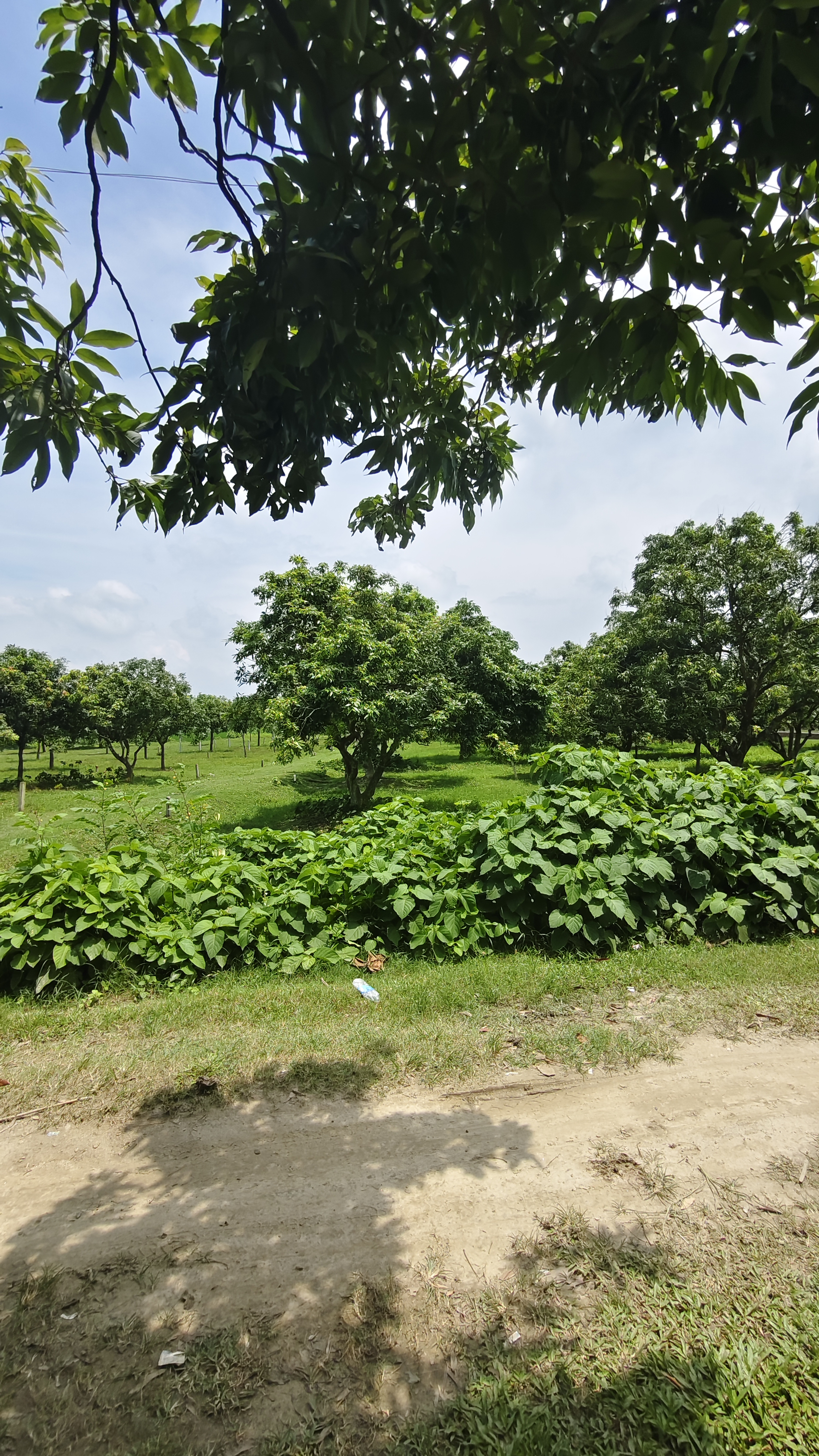 Plot Image