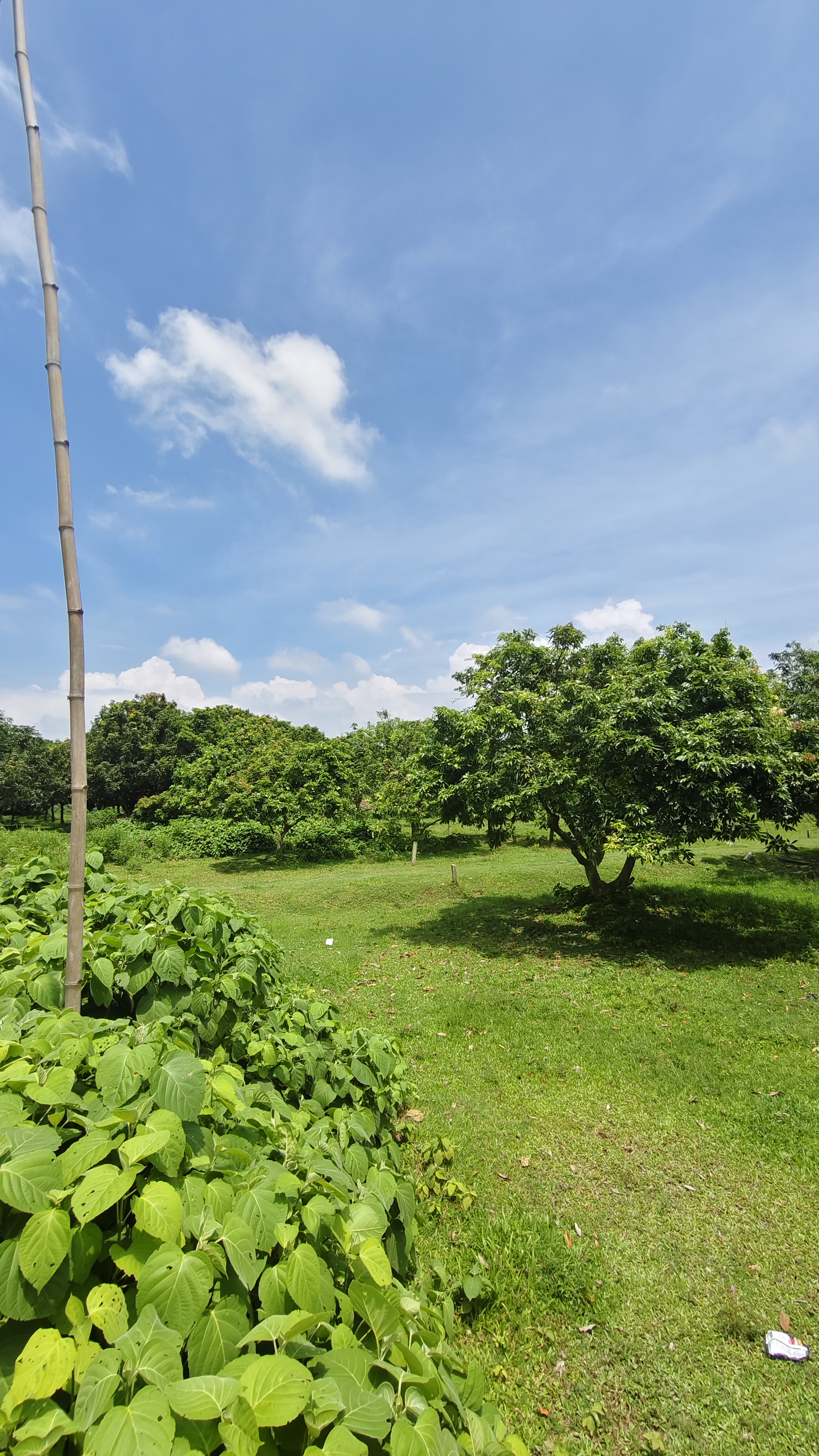Plot Image