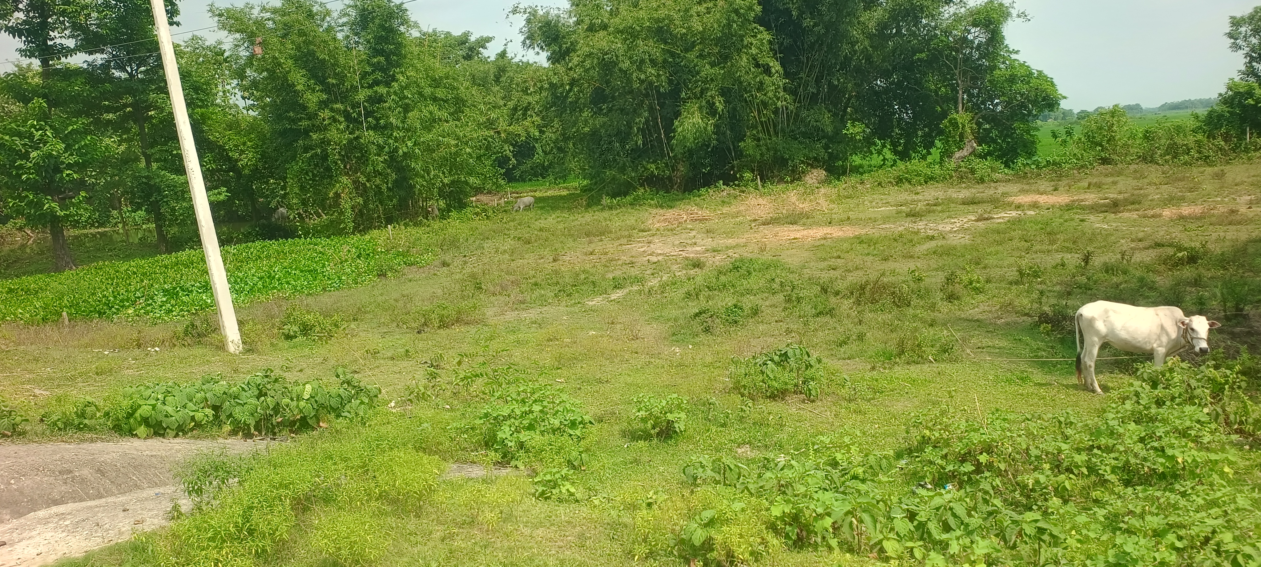 Plot Image