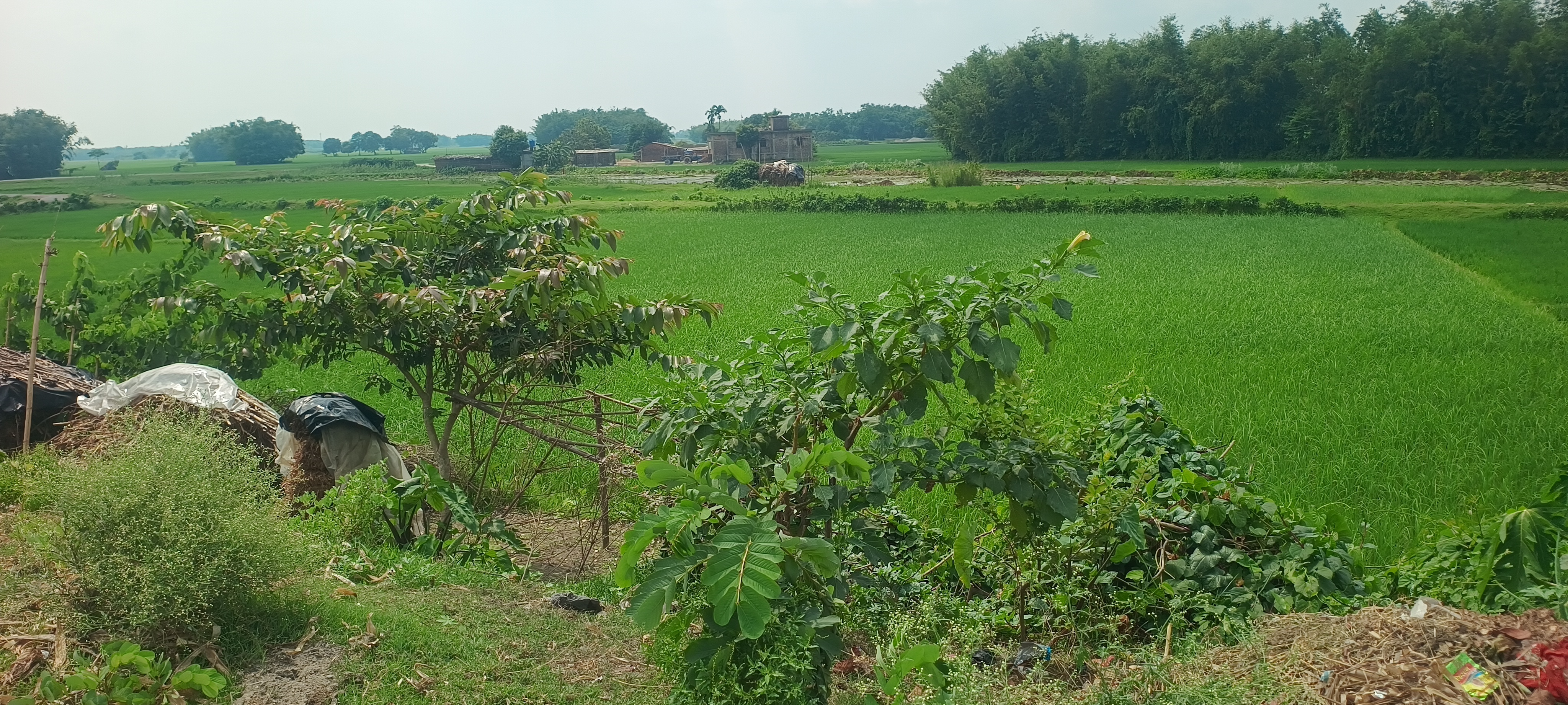 Plot Image