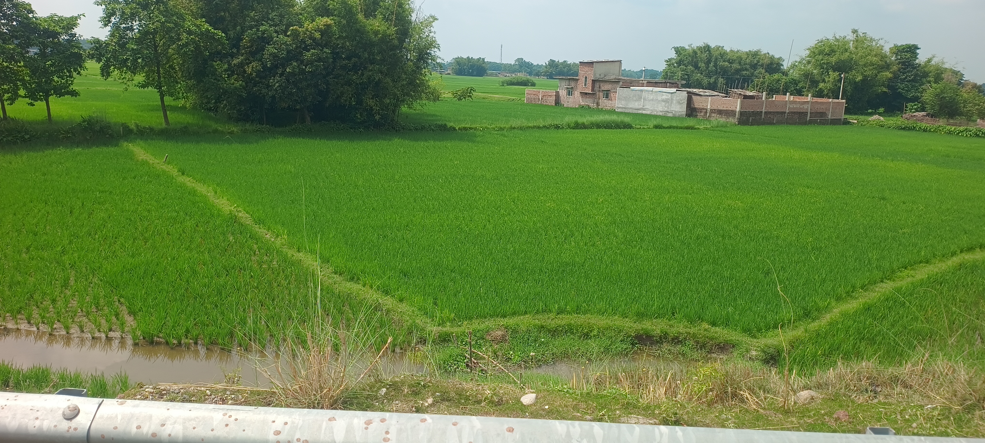 Plot Image