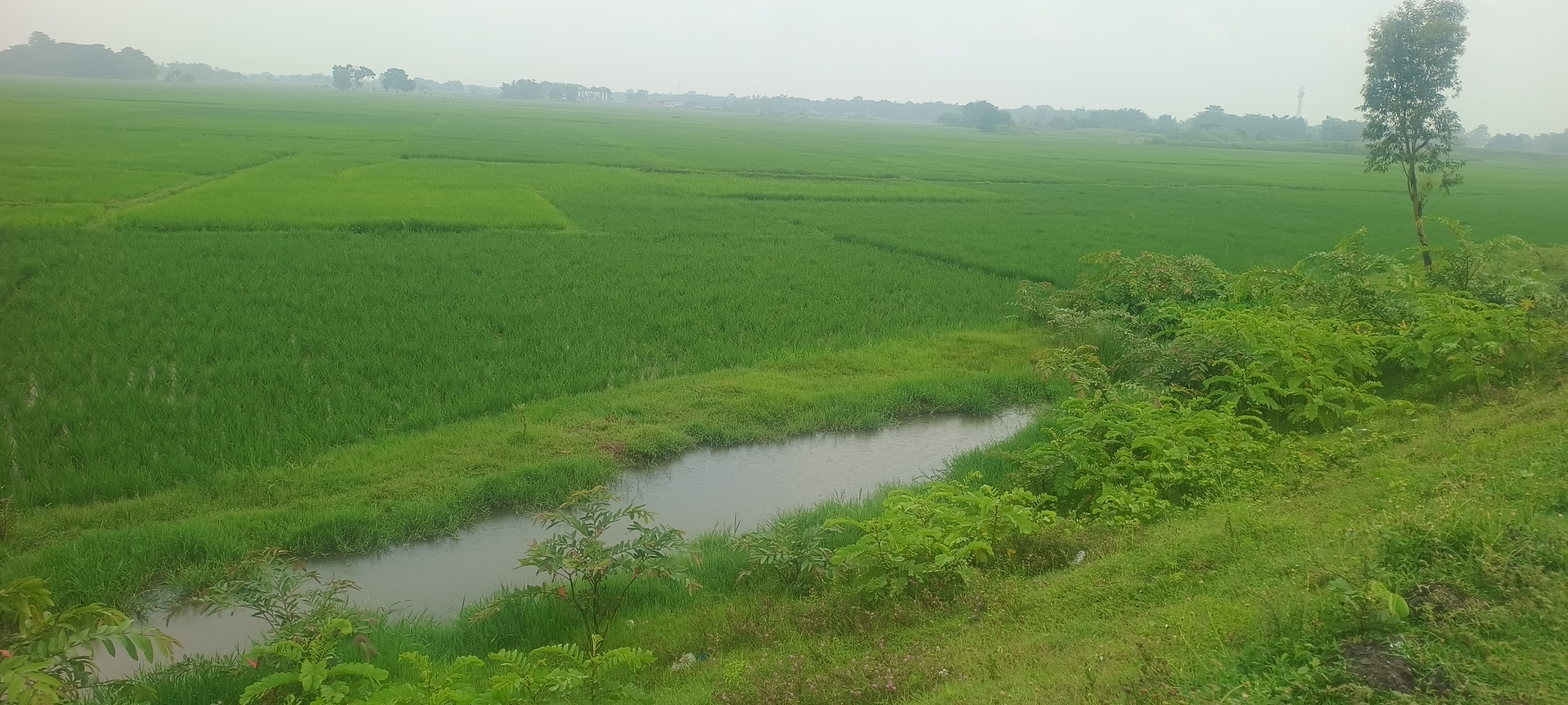 Plot Image